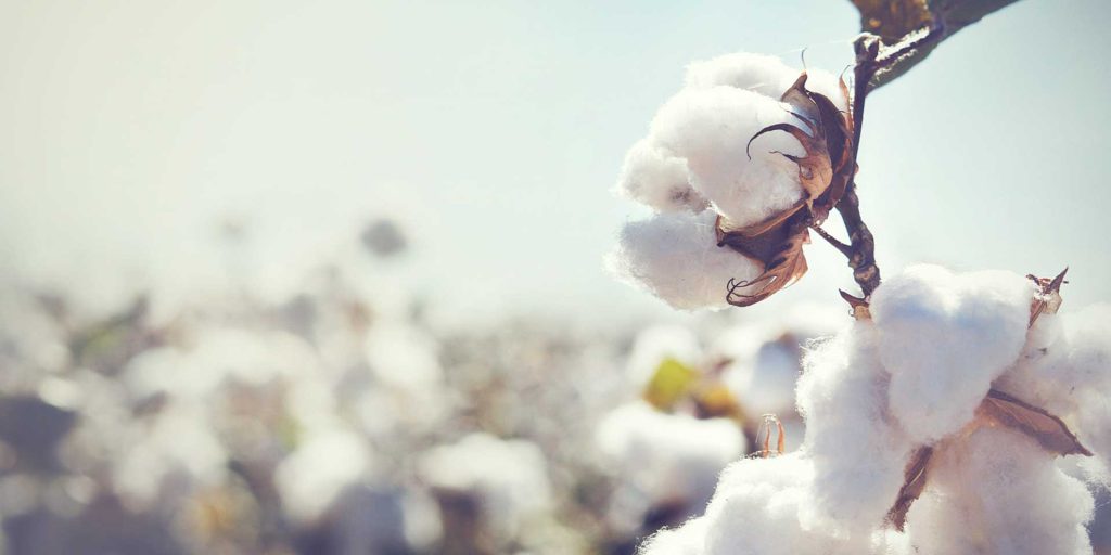 cotton products