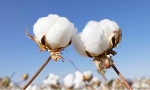 cotton fabric