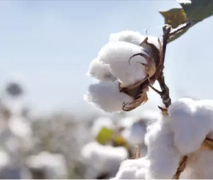cotton fabric
